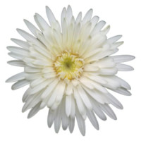 Chrysanthemums  — luxury bouquets to your taste