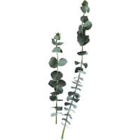 Eucalyptus — luxury bouquets to your taste