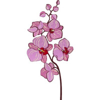 Orchids — elegant bouquets for any occasion