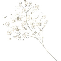 Gypsophila — fresh bouquets to your taste