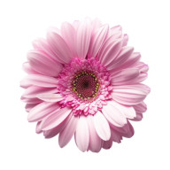 Gerberas