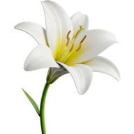 Lilies