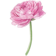 Ranunculus