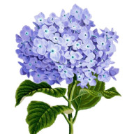 Hydrangeas
