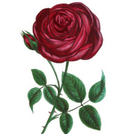 Roses
